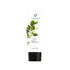 Jasmine natural hand cream