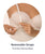 1595 strapless body shaper